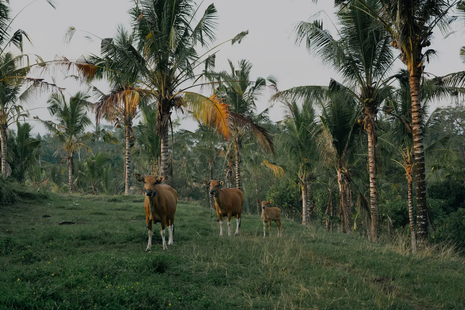 Village life at Tabanan Bali